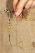  ( - RMNH.INS.501888)  @13 [ ] CreativeCommons - Attribution Non-Commercial Share-Alike (2013) Unspecified Naturalis Biodiversity Center