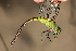  ( - RMNH.INS.501915)  @13 [ ] CreativeCommons - Attribution Non-Commercial Share-Alike (2013) Unspecified Naturalis Biodiversity Center