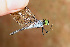 (Oligoclada pachystigma - RMNH.INS.501921)  @13 [ ] CreativeCommons - Attribution Non-Commercial Share-Alike (2013) Unspecified Naturalis Biodiversity Center