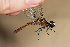  ( - RMNH.INS.501930)  @13 [ ] CreativeCommons - Attribution Non-Commercial Share-Alike (2013) Unspecified Naturalis Biodiversity Center
