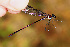  ( - RMNH.INS.501943)  @11 [ ] CreativeCommons - Attribution Non-Commercial Share-Alike (2013) Unspecified Naturalis Biodiversity Center