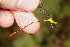  (Heteragrion breweri - RMNH.INS.501966)  @13 [ ] CreativeCommons - Attribution Non-Commercial Share-Alike (2013) Unspecified Naturalis Biodiversity Center