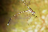  (Megapodagrion - RMNH.INS.501968)  @12 [ ] CreativeCommons - Attribution Non-Commercial Share-Alike (2013) Unspecified Naturalis Biodiversity Center