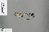  ( - RMNH.INS.502030)  @13 [ ] CreativeCommons - Attribution Non-Commercial Share-Alike (2013) Unspecified Naturalis Biodiversity Center