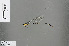  (Coeliccia yellow_spot - RMNH.INS.502047)  @12 [ ] CreativeCommons - Attribution Non-Commercial Share-Alike (2013) Unspecified Naturalis Biodiversity Center