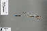  (Coeliccia spec_nov - RMNH.INS.502049)  @11 [ ] CreativeCommons - Attribution Non-Commercial Share-Alike (2013) Unspecified Naturalis Biodiversity Center