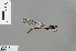  ( - RMNH.INS.502052)  @11 [ ] CreativeCommons - Attribution Non-Commercial Share-Alike (2013) Unspecified Naturalis Biodiversity Center