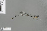  (Coeliccia blue_spot - RMNH.INS.502056)  @11 [ ] CreativeCommons - Attribution Non-Commercial Share-Alike (2013) Unspecified Naturalis Biodiversity Center