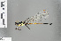  ( - RMNH.INS.502067)  @11 [ ] CreativeCommons - Attribution Non-Commercial Share-Alike (2013) Unspecified Naturalis Biodiversity Center