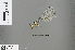  (Griseargiolestes intermedius - RMNH.INS.502098)  @11 [ ] CreativeCommons - Attribution Non-Commercial Share-Alike (2013) Unspecified Naturalis Biodiversity Center