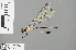  (Griseargiolestes fontanus - RMNH.INS.502099)  @11 [ ] CreativeCommons - Attribution Non-Commercial Share-Alike (2013) Unspecified Naturalis Biodiversity Center