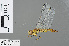  ( - RMNH.INS.502126)  @13 [ ] CreativeCommons - Attribution Non-Commercial Share-Alike (2013) Unspecified Naturalis Biodiversity Center