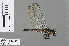  (Porpax garambensis - RMNH.INS.502129)  @14 [ ] CreativeCommons - Attribution Non-Commercial Share-Alike (2013) Unspecified Naturalis Biodiversity Center