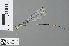  (Pseudagrion malagasoides - RMNH.INS.502140)  @13 [ ] CreativeCommons - Attribution Non-Commercial Share-Alike (2013) Unspecified Naturalis Biodiversity Center