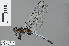  ( - RMNH.INS.502155)  @14 [ ] CreativeCommons - Attribution Non-Commercial Share-Alike (2013) Unspecified Naturalis Biodiversity Center