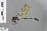  ( - RMNH.INS.502166)  @11 [ ] CreativeCommons - Attribution Non-Commercial Share-Alike (2013) Unspecified Naturalis Biodiversity Center