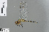  ( - RMNH.INS.502174)  @11 [ ] CreativeCommons - Attribution Non-Commercial Share-Alike (2013) Unspecified Naturalis Biodiversity Center