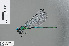  (Umma saphirina - RMNH.INS.502204)  @15 [ ] CreativeCommons - Attribution Non-Commercial Share-Alike (2013) Unspecified Naturalis Biodiversity Center
