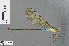  ( - RMNH.INS.502211)  @13 [ ] CreativeCommons - Attribution Non-Commercial Share-Alike (2013) Unspecified Naturalis Biodiversity Center