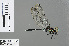  ( - RMNH.INS.502217)  @14 [ ] CreativeCommons - Attribution Non-Commercial Share-Alike (2013) Unspecified Naturalis Biodiversity Center