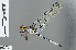  ( - RMNH.INS.502265)  @13 [ ] CreativeCommons - Attribution Non-Commercial Share-Alike (2013) Unspecified Naturalis Biodiversity Center