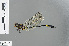  ( - RMNH.INS.502288)  @13 [ ] CreativeCommons - Attribution Non-Commercial Share-Alike (2013) Unspecified Naturalis Biodiversity Center