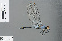  ( - RMNH.INS.502293)  @14 [ ] CreativeCommons - Attribution Non-Commercial Share-Alike (2013) Unspecified Naturalis Biodiversity Center