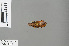  ( - RMNH.INS.502299)  @13 [ ] CreativeCommons - Attribution Non-Commercial Share-Alike (2013) Unspecified Naturalis Biodiversity Center