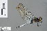  ( - RMNH.INS.502302)  @13 [ ] CreativeCommons - Attribution Non-Commercial Share-Alike (2013) Unspecified Naturalis Biodiversity Center
