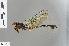  ( - RMNH.INS.502309)  @14 [ ] CreativeCommons - Attribution Non-Commercial Share-Alike (2013) Unspecified Naturalis Biodiversity Center