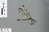  (Neodythemis klingi - RMNH.INS.502319)  @13 [ ] CreativeCommons - Attribution Non-Commercial Share-Alike (2013) Unspecified Naturalis Biodiversity Center