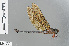  (Heliaeschna cynthiae - RMNH.INS.502326)  @13 [ ] CreativeCommons - Attribution Non-Commercial Share-Alike (2013) Unspecified Naturalis Biodiversity Center