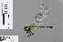  ( - RMNH.INS.502365)  @14 [ ] CreativeCommons - Attribution Non-Commercial Share-Alike (2013) Unspecified Naturalis Biodiversity Center