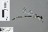  ( - RMNH.INS.502375)  @13 [ ] CreativeCommons - Attribution Non-Commercial Share-Alike (2013) Unspecified Naturalis Biodiversity Center