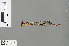  ( - RMNH.INS.502388)  @12 [ ] CreativeCommons - Attribution Non-Commercial Share-Alike (2013) Unspecified Naturalis Biodiversity Center