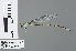  (Pseudagrion isidromorai - RMNH.INS.502391)  @13 [ ] CreativeCommons - Attribution Non-Commercial Share-Alike (2013) Unspecified Naturalis Biodiversity Center