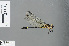  ( - RMNH.INS.502395)  @13 [ ] CreativeCommons - Attribution Non-Commercial Share-Alike (2013) Unspecified Naturalis Biodiversity Center