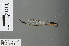  (Pseudagrion bernardi - RMNH.INS.502462)  @13 [ ] CreativeCommons - Attribution Non-Commercial Share-Alike (2013) Unspecified Naturalis Biodiversity Center