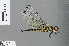  (Malgassophlebia westfalli - RMNH.INS.502463)  @13 [ ] CreativeCommons - Attribution Non-Commercial Share-Alike (2013) Unspecified Naturalis Biodiversity Center