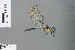  (Neodythemis preussi - RMNH.INS.502477)  @13 [ ] CreativeCommons - Attribution Non-Commercial Share-Alike (2013) Unspecified Naturalis Biodiversity Center