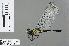  (Porpax bipunctus - RMNH.INS.502483)  @14 [ ] CreativeCommons - Attribution Non-Commercial Share-Alike (2013) Unspecified Naturalis Biodiversity Center