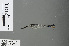  ( - RMNH.INS.502505)  @12 [ ] CreativeCommons - Attribution Non-Commercial Share-Alike (2013) Unspecified Naturalis Biodiversity Center