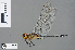  ( - RMNH.INS.502527)  @14 [ ] CreativeCommons - Attribution Non-Commercial Share-Alike (2013) Unspecified Naturalis Biodiversity Center