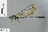  ( - RMNH.INS.502546)  @13 [ ] CreativeCommons - Attribution Non-Commercial Share-Alike (2013) Unspecified Naturalis Biodiversity Center