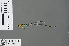  (Pseudagrion camerunense - RMNH.INS.502665)  @13 [ ] CreativeCommons - Attribution Non-Commercial Share-Alike (2013) Unspecified Naturalis Biodiversity Center