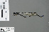  ( - RMNH.INS.502670)  @13 [ ] CreativeCommons - Attribution Non-Commercial Share-Alike (2013) Unspecified Naturalis Biodiversity Center