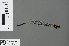  ( - RMNH.INS.502680)  @13 [ ] CreativeCommons - Attribution Non-Commercial Share-Alike (2013) Unspecified Naturalis Biodiversity Center