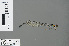  ( - RMNH.INS.502681)  @13 [ ] CreativeCommons - Attribution Non-Commercial Share-Alike (2013) Unspecified Naturalis Biodiversity Center