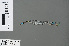  ( - RMNH.INS.502687)  @13 [ ] CreativeCommons - Attribution Non-Commercial Share-Alike (2013) Unspecified Naturalis Biodiversity Center
