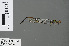  ( - RMNH.INS.502689)  @13 [ ] CreativeCommons - Attribution Non-Commercial Share-Alike (2013) Unspecified Naturalis Biodiversity Center